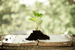 Foto: Young plant against natural background Young plant against natural background