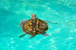 Photo: kemp's ridley turtle lora swimming in caribbean sea kemp's ridley turtle lora swimming in caribbean sea