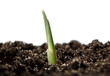 Life beginning concept