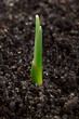 First spring sprout