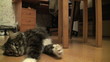 Affectionate fluffy cat