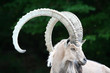 Steinbock