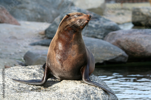 Photo: Seelöwe Seelöwe