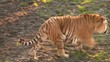 le tigre marchant