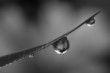Black and white grass with some water drops Black and white grass with some water drops