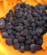 truffe main tuber melanosporum 4