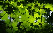 background with green maple leaves