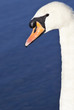 Cigno Reale