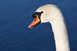 Cigno Reale