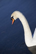 Cigno Reale