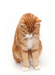 sad tom cat