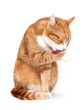 grooming tom cat