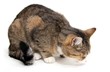 eating little cat
