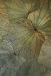 Leaf Background
