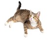 searching cat