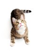 snoopy cat