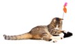 playing cat