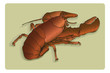 Live lobster- vector on 7 layers, easy to edit