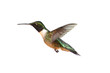 Isolated Ruby-throated Hummingbird Isolated Ruby-throated Hummingbird