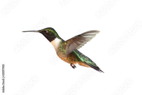 Foto: Isolated Ruby-throated Hummingbird Isolated Ruby-throated Hummingbird