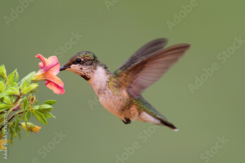 Photo: Juvenile Ruby-throated Hummingbird (archilochus colubris) Juvenile Ruby-throated Hummingbird (archilochus colubris)