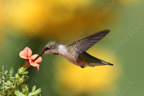 Photo: Ruby-throated Hummingbird In Flight Ruby-throated Hummingbird In Flight