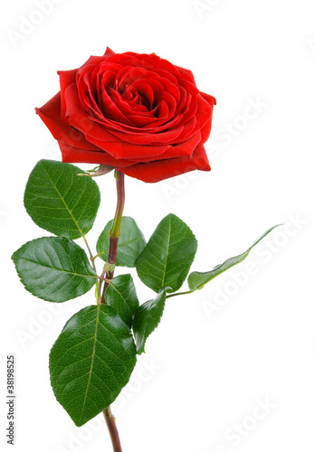 Foto: Die perfekte Rose Die perfekte Rose