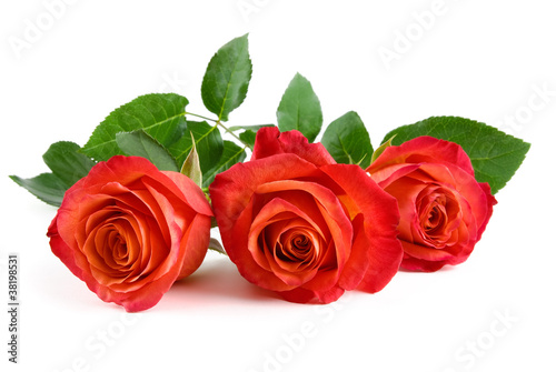 Photo: Drei rote Rosen auf weiß Drei rote Rosen auf weiß