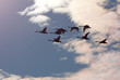 Tundra Swans in Flight