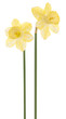 daffodil