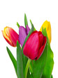 tulips on isolated background