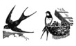 Hirondelle et martinet