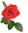 Red rose with water drops the top view
