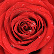Red rose with water drops it is isolated on a white background