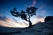 Zen tree