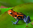red poison dart frog red poison dart frog