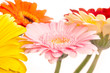 bunte Gerberablüten