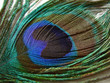 Peacock feather