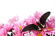 Papilio rumanzovia