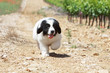 chiot landseer marchant de face langue pendante