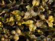Bladderwrack Seaweed 2