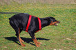 doberman agressif doberman agressif