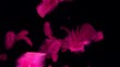 Feathers falling, Slow Motion