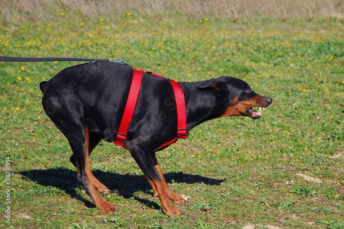 Photo: doberman agressif doberman agressif