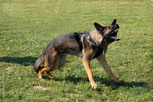 Photo: aggressive german shepherd aggressive german shepherd