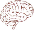 brain sketch