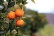 Mandarinenbaum