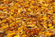 Herbstblätter