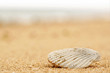 Seashell on Beach Seashell on Beach
