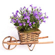 violet flowers in basket violet flowers in basket